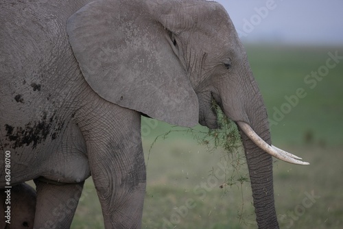 African elephants walking in a grassy landscape