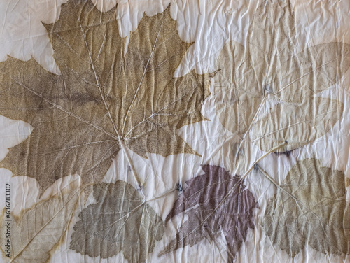 Paper stained or imprinted with actual dried leaf color, giving purples, browns or greens. Contact dyed project. Concept of eco printing