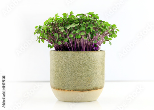 Red Cabbage microgreen close-up on a white background. cabbage, fresh sprouts and young leaves front view in the ceramic cup. Vegetable and microgreen. home greens grown. organic food. radish