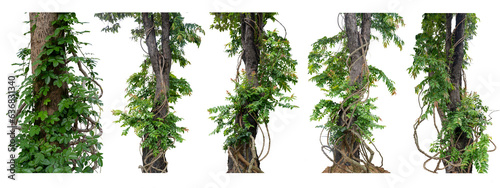 Big set Forest tree trunks with climbing vines twisted liana plant and green leaves isolated on white background, clipping path included.