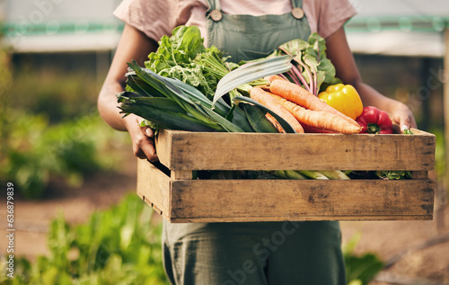 Farmer hands, box and vegetables in greenhouse for agriculture, supply chain business and product in basket. Person, seller or worker in gardening for sustainability NGO, nonprofit and food harvest