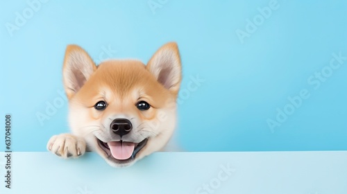  Cheerful and joyful Shiba Inu puppy, with a smiley expression, peeking out in a portrait. It's isolated against a background of pastel blue, radiating vibrant colors