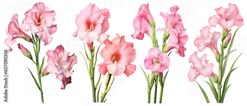 gladiola, flower, summer, watercolor, nature, plant, floral, leaf, blossom, botanical, transparent background 