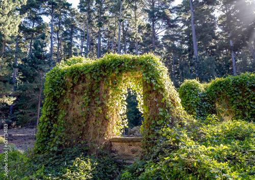 stone wall with overgrowth