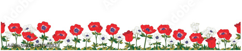 Horizontal banner decorated with red and white anemone flowers and leaves border. Seamless multicolor blooming Spring botanical drawing. Vector illustration on transparent background.