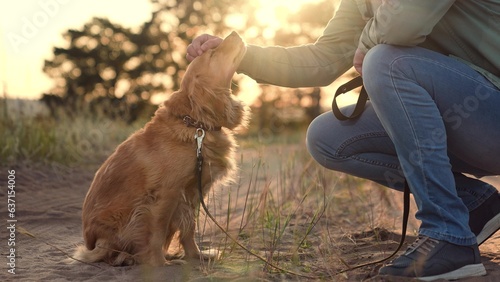 Man strokes and shakes paw of happy cocker spaniel dog sitting on dirt road