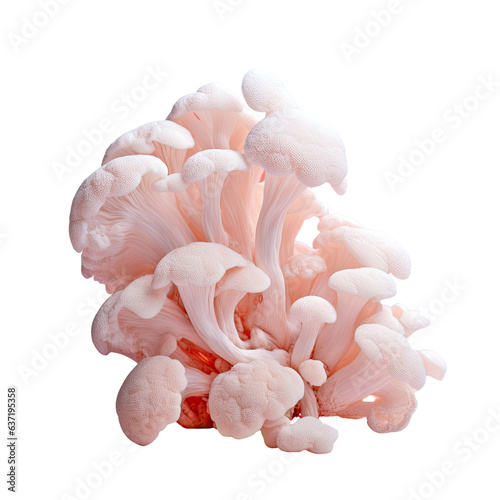 Prepared reception of Hericium erinaceus mushroom for medicinal and nootropic purposes