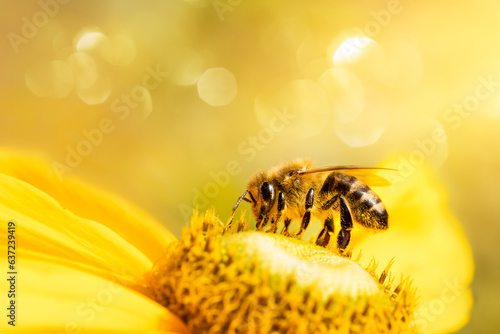 pszczoła na kwiatku rudbekia, bee on rudbeckia flower