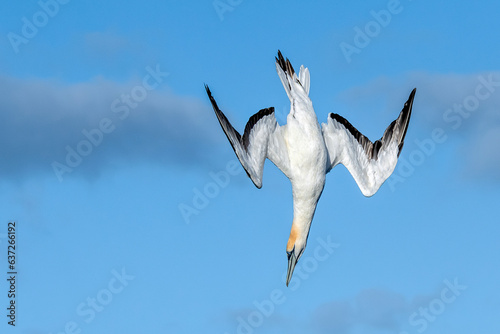 Australasian Gannet (Morus serrator) seabird diving towards ocean with view of underwings against the sky. Tutukaka, New Zealand