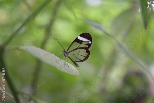 Mariposa transparente rojo y blanco Oleria paula