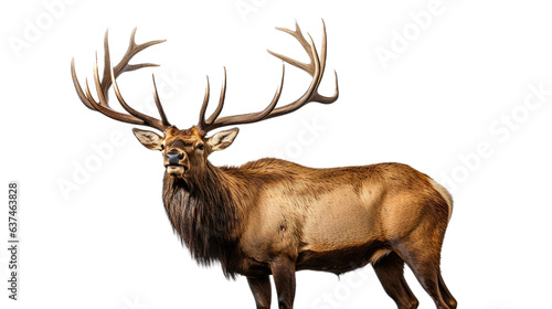 a bull elk bugling in a 3/4 view, in an isolated and transparent PNG in a Wildlife-themed, photorealistic illustration. Generative ai