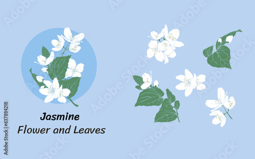 white jasmine flowers on blue background, vector image of jasmine petals and leaves.