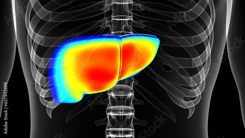 Human liver temperature Warm, normal cold. Man thermographic illustration 3D rendering