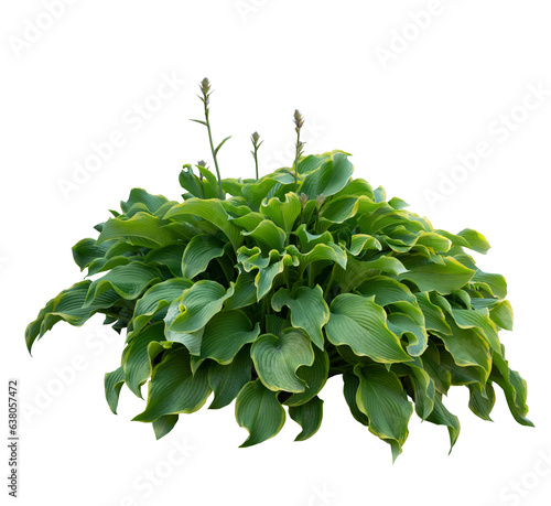 Hosta plant bush isolated on transparent background