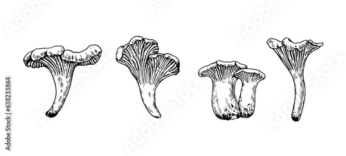Mushrooms illustration in engraving style. Black ink drawing of chanterelle isolated on white background.