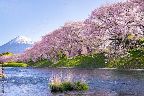 静岡県富士市 龍巌淵の桜と富士山