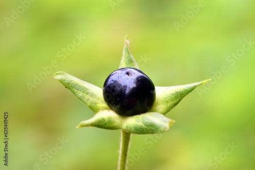 Detail of a ripe and isolated belladonna fruit (Atropa belladonna) on a green background
