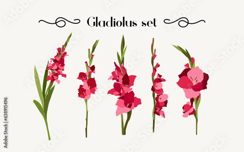 Set of beautiful chic gladioli in vector. Flat style.