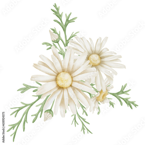 Daisy Flowers. Hand drawn Floral watercolor illustration of white Chamomile on isolated background. Botanical drawing for greeting cards or wedding invitations. Artistic sketch for icon or logo.