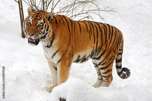 Siberian tiger - Panthera tigris altaica