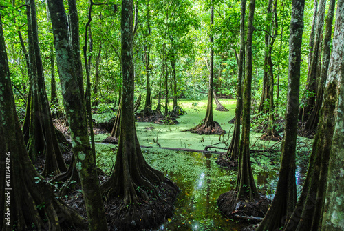 Tropical flooded rainforest and buttress root trees by the Kinabatangan River, Borneo, Sabah, Malaysia