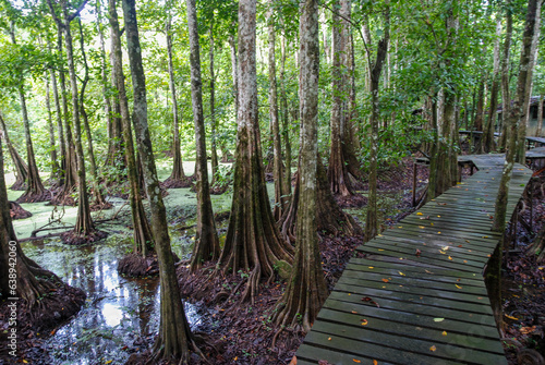 Tropical flooded rainforest and buttress root trees by the Kinabatangan River, Borneo, Sabah, Malaysia