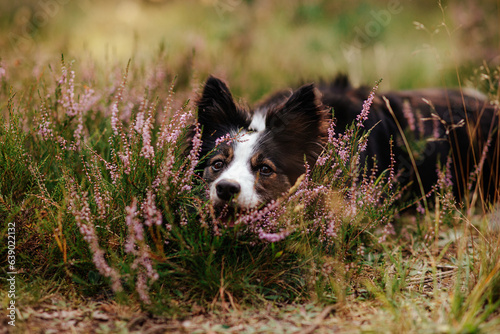 Border collie suczka kładzie głowę na ziemię obok wrzosów