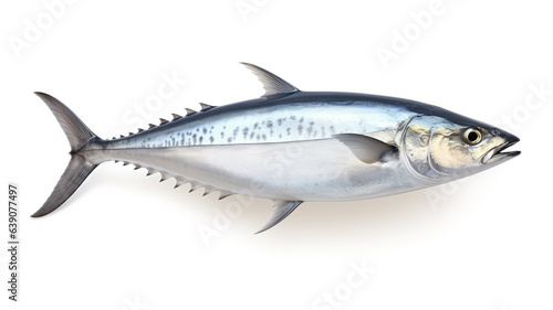 Fish Atlantic bonito on white background.