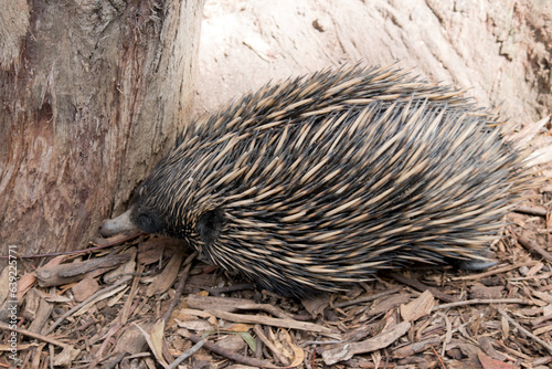 the short nosed echidna is eating ants