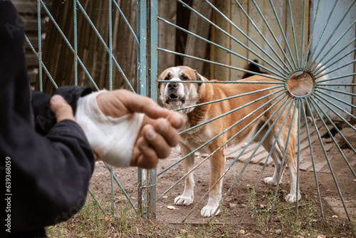 male dog Alabai bit the man's hand. Bandaged human hand after dog bite Concept of animal care and rabies prevention