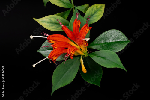 Aeschynanthus, czerwony kwiat w rozkwicie z widocznymi białymi pręcikami wraz z łodygą i zielonymi liśćmi na czarnym tle