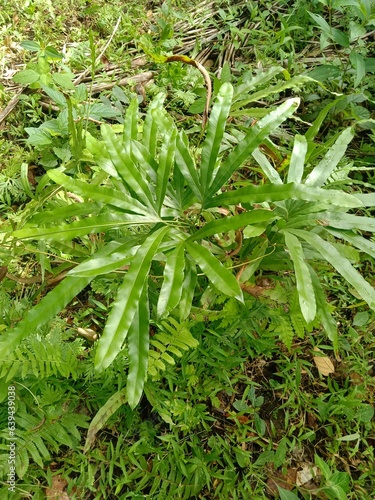 Lygodium plant between weed on the land