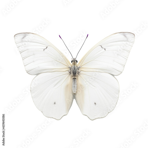 Papillon Piéride du chou (Pieris brassicae) avec transparence, sans background