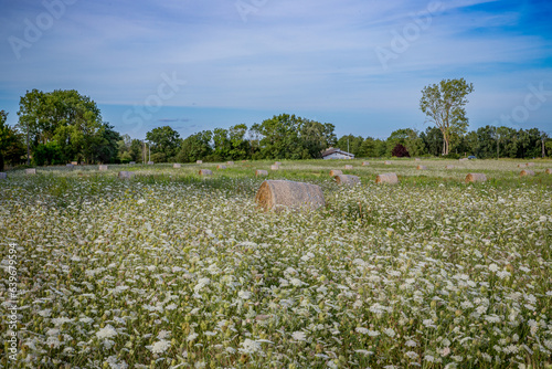 Meules de paille dans un champ de fleurs