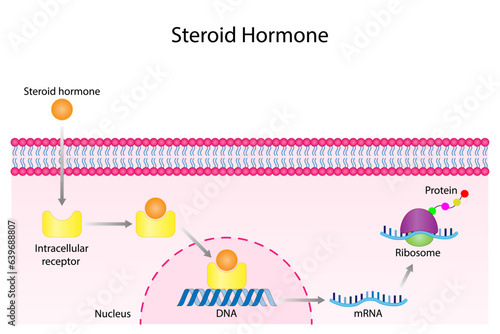 Steroid hormones mechanism of action. Steroids Bind to an intracellular receptor. Hormone-receptor complex activate gene transcription in the nucleus, followed by protein synthesis. Vector diagram