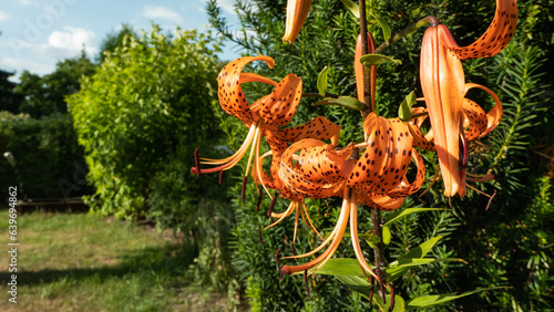 Lilia tygrysia (Lilium lancifolium)