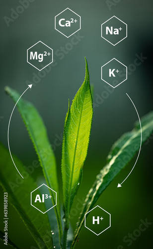 Illustration depicting cation exchange capacity (CEC) as a valuable measure of soil fertility. The diagram showcases how the soil can provide essential plant nutrients such as calcium and potassium.