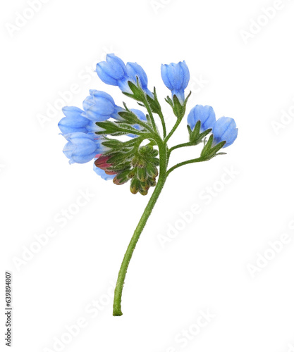 Blue symphytum flowers and buds isolated on white or transparent background