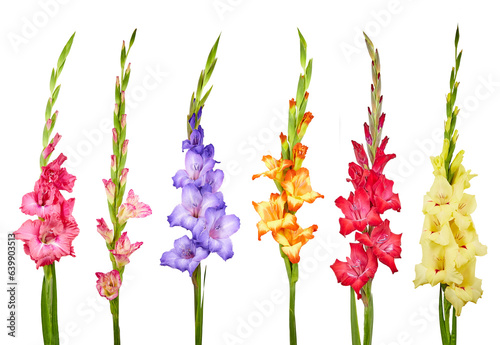 set of colored gladiolus flowers isolated transparent png
