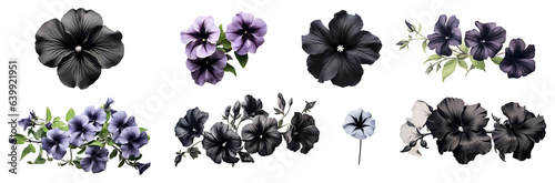 Black petunia set isolated on transparent background. Black color petunia flower png bundle