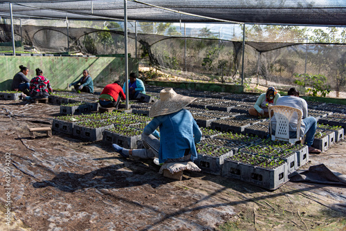 Mujeres campesinas dominicanas cosechando plantas de café en la provincia de Bahoruco, Republica Dominicana