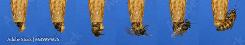 European Honey Bee, apis mellifera, emergence of a queen, Bee Hive in Normandy