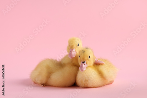 Baby animals. Cute fluffy ducklings sitting on pink background