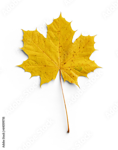 Maple Autumn Leaf