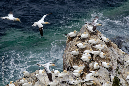 Fou de Bassan, nid , colonie,.Morus bassanus, Northern Gannet