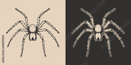 Vintage retro Halloween spider insect. Monochrome Graphic Art. Vector. Hand drawn element in engraving. style