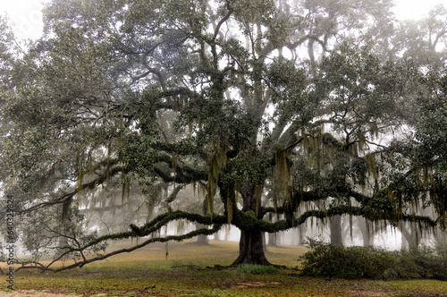 Live oak tree with moss and pond in background.