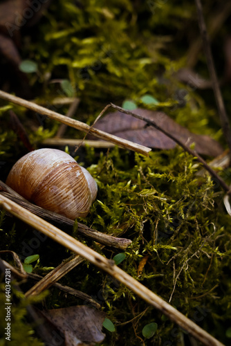 Duża muszla ślimaka wśród mchu w lesie.