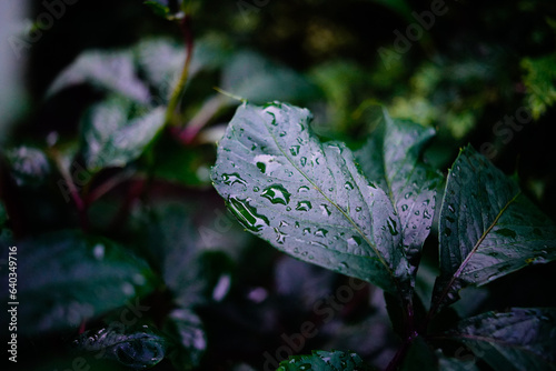 Krople deszczu na liściu ciemnozielonej rośliny.