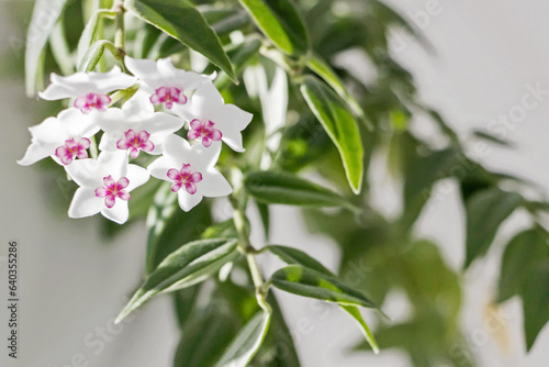 close up of blooming white Hoya bella flower with green leaves 